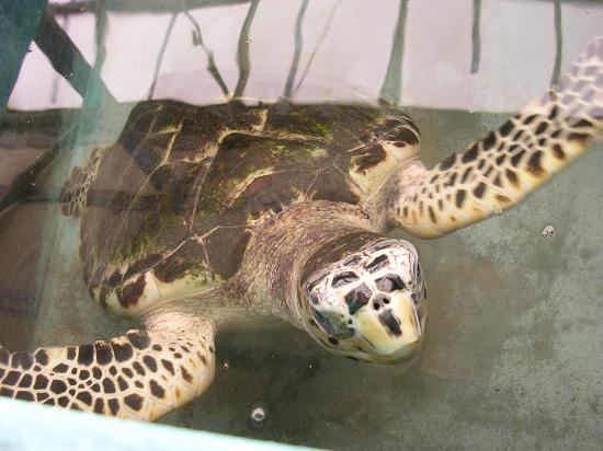 Turtle From Turtle Sanctuary in Bequia